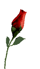 rose (9K)